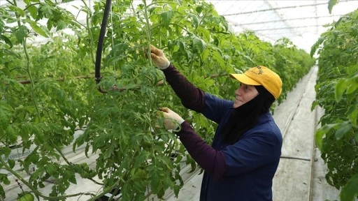 Erzincan'da jeotermal serada üretilen domatesler ihraç ediliyor