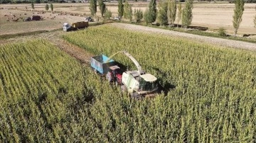 Erzincan Ovası'nda silajlık mısırın üretim alanı genişliyor