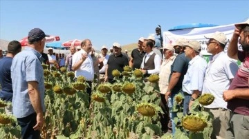 Erzincan'da çiftçiler devletin tohum desteğiyle yağlık ayçiçeği üretimine başladı