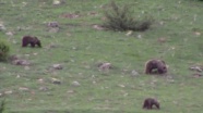 Erzurum&#039;da boz ayılar yiyecek ararken görüntülendi
