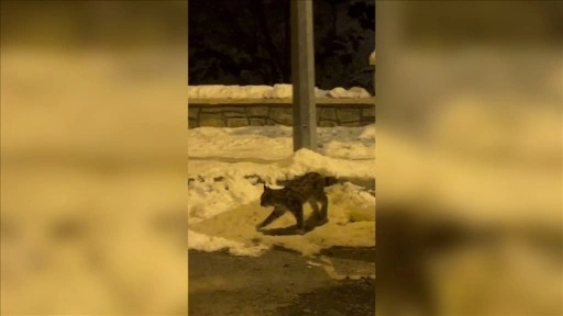 Erzurum'da nesli tehlike altında olan vaşak görüntülendi