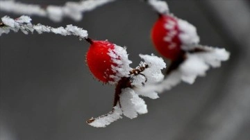 Erzurum, Kars, Ardahan ve Tunceli'de soğuk hava etkili oluyor