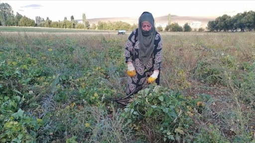 Erzurum'un tescilli Hınıs fasulyesinin hasadına başlandı