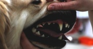 Evcil hayvanlarda erken yaşta diş kayıplarına dikkat