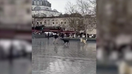 Fatih'te sahipsiz köpeklerin saldırısı cep telefonu kamerasında