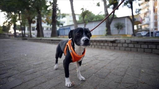 Felçli köpek, kök hücre nakliyle yürümeye başladı