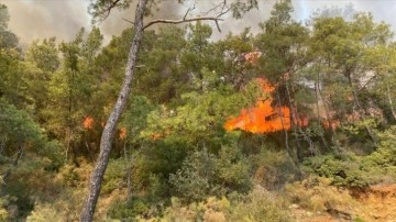 Fethiye'de orman yangını çıktı