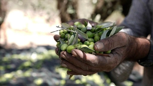 Filistin topraklarını gasbeden İsrailli, Batı Şeria'da Filistinlilerin zeytinlerini çaldı