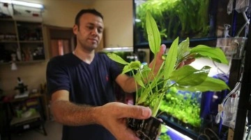 Filistinli genç adam Gazze'de nadir akvaryum bitkileri yetiştiriyor