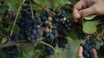 Fındık diyarı Ordu'da kurulan üzüm bağlarında hasat zamanı