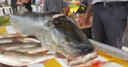 Fırat Nehri'nde oltaya 83 kiloluk dev Turna balığı takıldı