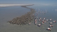 Flamingo nüfusu iki kat arttı