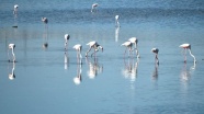 &#34;Flamingo&#34; denilen Allı Turnalar Bodrum&#39;a gelmeye başladı