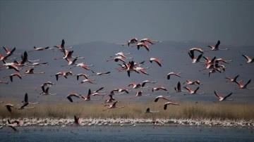 Flamingolar Eber Gölü'nü renklendirdi