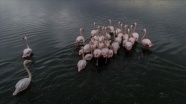 Flamingoların uzun süreli dostluklar kurduğu ortaya çıktı