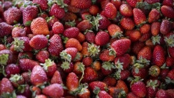 Flavonoid bakımından zengin gıdaların demans riskini azaltabileceği belirtildi