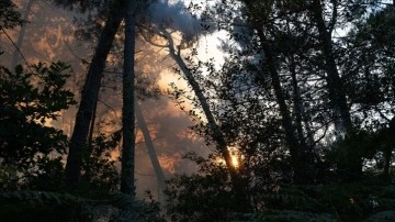Fransa'nın güneyinde 65 hektarlık ormanlık alan kül oldu