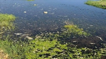 Gaziantep'te dereye bıraktığı atık suyla balık ölümlerine yol açan işletmeye ceza