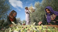 Gazze'de zeytin hasadı başladı