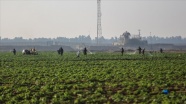 Gazze&#039;deki Tarım Bakanlığı sebze ihracatını engelleyen İsrail&#039;den meyve alımını durdurdu