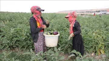 Geçen yıl kuraklıktan etkilenen çiftçiler sebze ve meyvedeki verimle sevindi