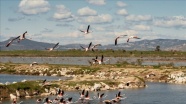 Gediz Deltası'ndaki kuş göçü hareketliliği kayıt altına alınıyor