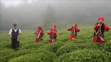 Giresun'da çay hasadı etkinliği düzenlendi