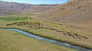 Göçerlerin ayrılmaya başladığı Sinek Yaylası'ndaki hayvanlar çobanlara emanet