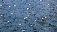 Göçmen kuşlar Balık Gölü&#039;ne renk katıyor