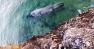 Gökova Körfezi'nde Akdeniz foku görüntülendi