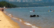Gölü ayılar bastı