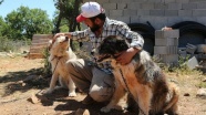 'Gönüllü Hayvan Dostları' projesiyle sahipsiz köpek kalmayacak