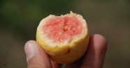 'Guava' kansere karşı koruyucu