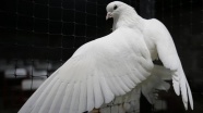 Güvercinler mezatlarda binlerce liraya alıcı buluyor