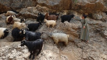 Hakkari'de berivanların dağlardaki süt mesaisi