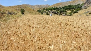 Hakkari'de daha önce kullanılmayan 3 bin dekar arazide üretim yapılıyor