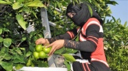 Hatay'da erkenci cins mandalina hasadı başladı