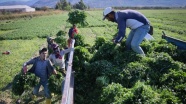 Hatay&#039;da maydanoz hasadı başladı