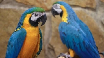 Hayvanat bahçesinin rengarenk papağanları kış aylarında da yaz şartlarında yaşıyor