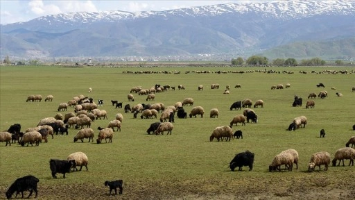 Hayvancılığa Destek Projesi kırmızı et üretimini artıracak