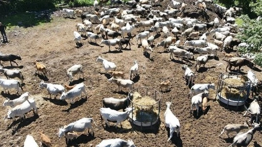 Hayvancılıkta ıslah çalışmaları yerli ırk sayısını ve verimi artırdı