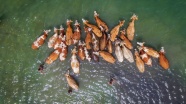 Hayvanlarını Van Gölü'nde serinletiyorlar