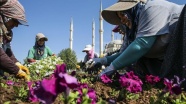 Hem kenti güzelleştiriyor hem ev geçindiriyorlar