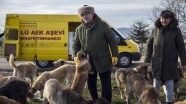 'Her mahallede kedi, köpek görevlisi olsun'