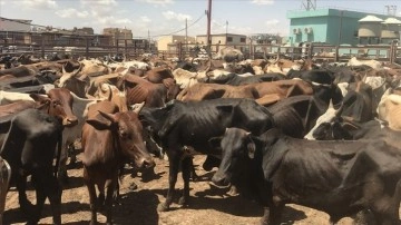 Hindistan, sığırların ölümüne yol açan deri hastalığıyla mücadele ediyor