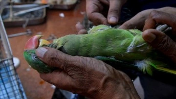 Hindistan'da uçurtma ipine takılan kuşlar, özel hastanede tedavi ediliyor