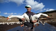 Hobi için kurduğu çiftlikte yetiştirdiği kazları Türkiye'nin dört bir yanına gönderiyor