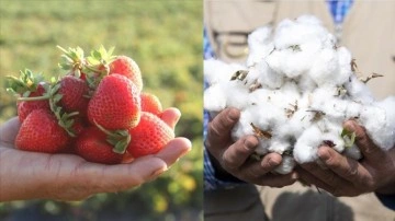 Hüyük çileği ve Söke pamuğu AB'de tescil yolunda