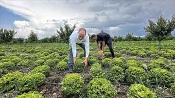Iğdır'da teşvik ve desteklerle sebze yetiştiriciliği artıyor