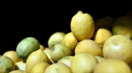 İhracatçılar limon ihracatında ön izin şartının kaldırılmasından memnun